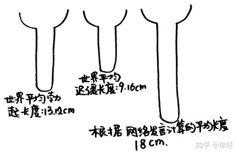 男性阴茎|人类阴茎尺寸